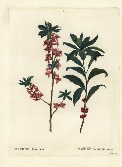 Daphne veya mezereon, Daphne mezereum. Henri Louis Duhamel du Moncel