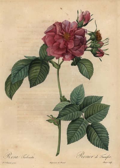 Toz pembe gül, Rosa turbinata by Pierre Joseph Redouté