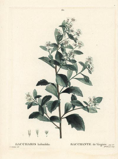 Doğu baccharis, yerfıstığı çalısı, deniz mersini veya tuzlu çalı, Baccharis halimifolia. Henri Louis Duhamel du Moncel