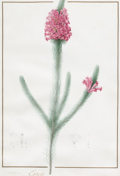 Erica Fulgida, 1813. by Pierre Joseph Redouté