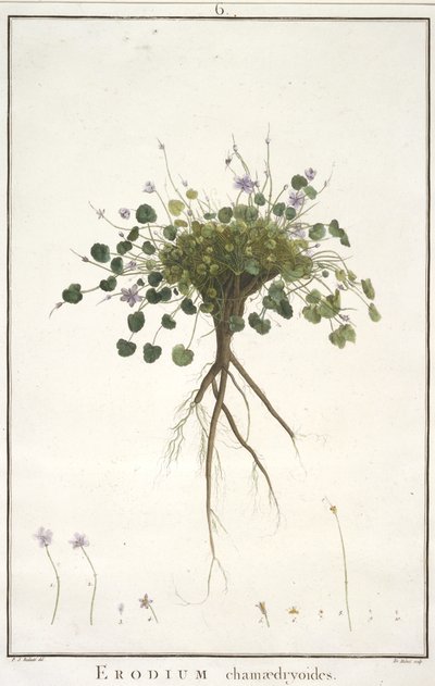 Erodium chamaedryoides, Geraniology