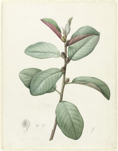 Ficus Rubiginosa (parşömen üzerine grafit üzerine klozet ve gövde rengi) by Pierre Joseph Redouté
