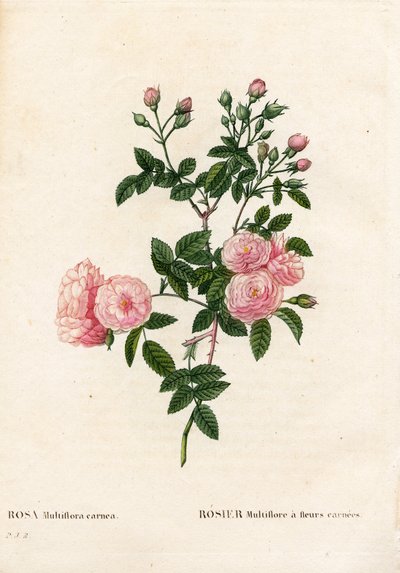 Et pembesi pembe multiflora, Rosa multiflora var. carnea, carnea çiçekli Rosier Multiflora. Pierre Joseph Redoute