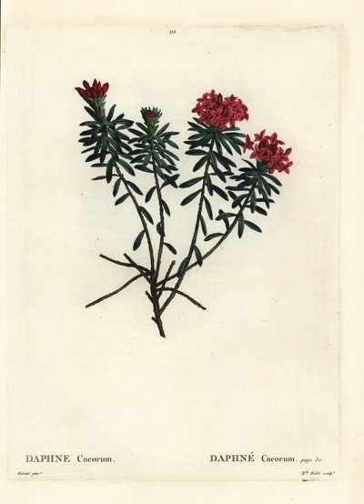Garland çiçek gül altın defne, Daphne cneorum. Henri Louis Duhamel du Moncel