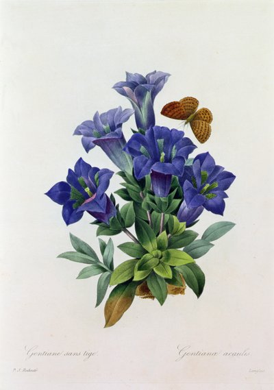 Gentiana Acaulis (renkli gravür) by Pierre Joseph Redouté