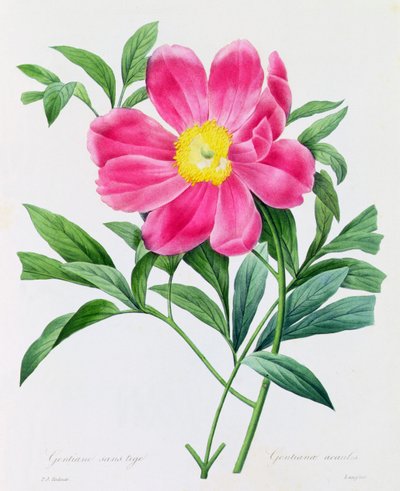 Sapsız Gentian (renkli gravür) by Pierre Joseph Redouté