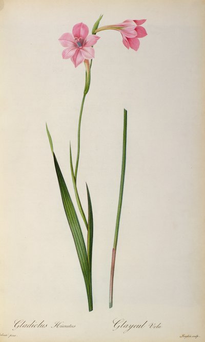 Glayöl Hirsulus, "Les Liliacees"den, 1805 by Pierre Joseph Redouté