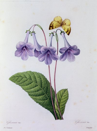 Gloxinia (renkli gravür) by Pierre Joseph Redouté