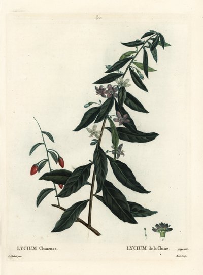 Goji berry veya Çin şimşir, Lycium chinense. Henri Louis Duhamel du Moncel