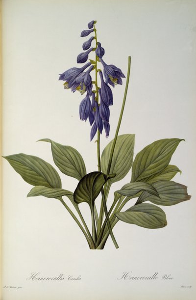 Hemerocallis Caerulea, "Les Liliacees"den, 1806 by Pierre Joseph Redouté