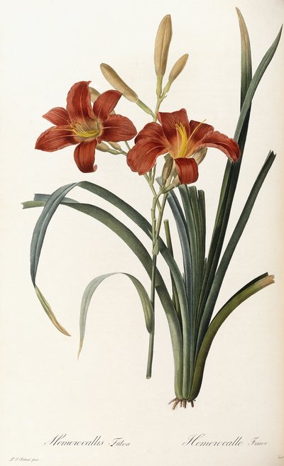 Hemerocallis Fulva - Hemerocalle Fauve by Pierre Joseph Redouté