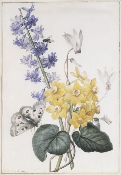 Sümbül, Siklamen ve Narcissi by Pierre Joseph Redouté