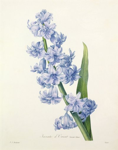 Hyacinthus orientalis (ortak sümbül), Victor tarafından 