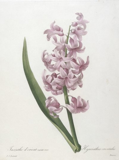 Altın sümbül gül çeşidi, Hyacinthus orientalis, En Güzel Çiçeklerin ve En Güzel Meyvelerin Seçimi