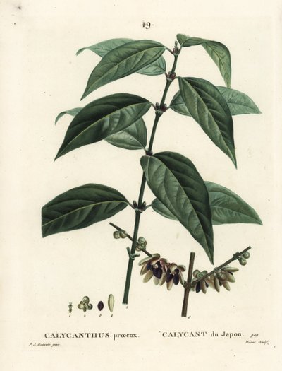 Japon yenibaharı, Chimonanthus praecox (Calycanthus praecox). Henri Louis Duhamel du Moncel