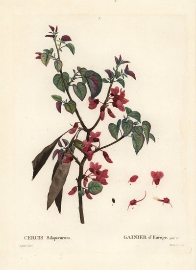 Erguvan ağacı, Cercis siliquastrum. Henri Louis Duhamel du Moncel