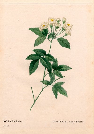 Lady Banks gül, Rosabankiae var. alba-plena. Pierre Joseph Redoute