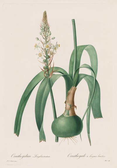 Les Liliacées: Ornithogalum longibracteatum by Pierre-Joseph Redouté