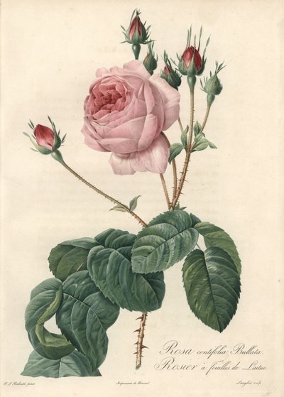Marul yaprağı gülü - Eau forte de Langlois, Les Roses