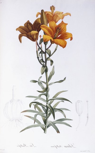 zambak bülbülü by Pierre Joseph Redouté