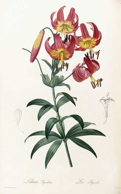 Lilium Süper Otobüs, 1805-1816 by Pierre Joseph Redouté