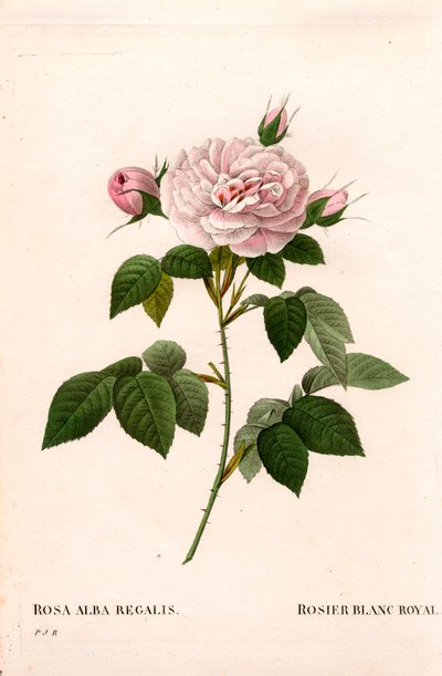 Maiden's pembe allık, asil beyaz gül, Rosa alba var. enkarnata. Pierre Joseph Redoute'un "Les Roses", Paris'inden elle boyanmış noktalı bakır levha gravürü by Pierre Joseph Redouté