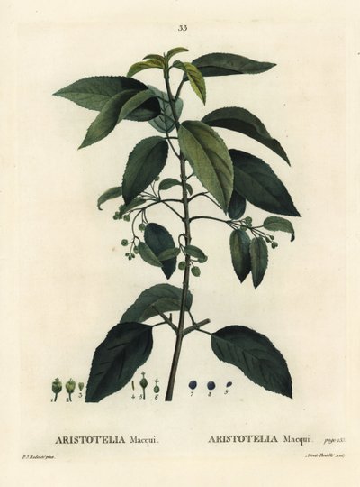 Maqui veya Şili üzümü, Aristotelia chilensis (Aristotelia macqui). Henri Louis Duhamel du Moncel