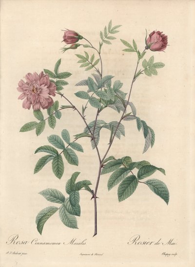 Mayıs gülü veya tarçın gülü - Eau forte de Chapuy, Pierre Joseph Redoute
