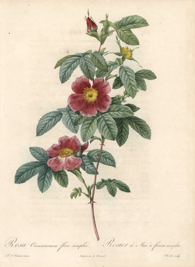 Basit bir çiçek gül veya gül tarçın - Charlin tarafından Eau forte, Les Roses
