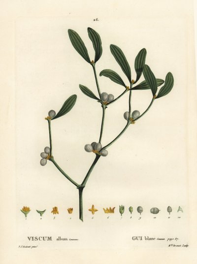 Ökseotu, Visum albümü. Henri Louis Duhamel du Moncel