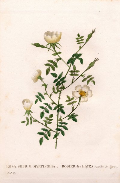Mersin yapraklı çit gülü, Rosa aggrestis çeşidi, Mersin yapraklı Rose des Hayes. Pierre Joseph Redoute