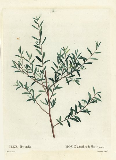 Myrtle kutsal veya mersin dahoon, Ilex myrtifolia. Henri Louis Duhamel du Moncel