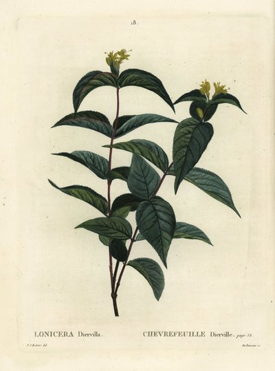 Kuzey çalı hanımeli, Diervilla lonicera (Lonicera diervilla). Henri Louis Duhamel du Moncel