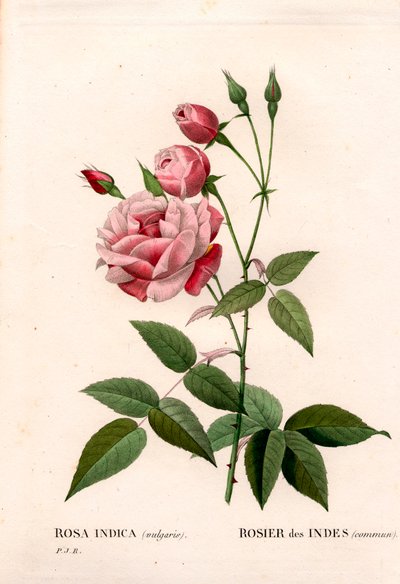 Eski allık gülü, Rosa chinensis, yaygın Hint gülü. Pierre Joseph Redoute