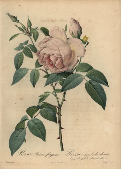 Soluk pembe çay kokulu gül, Rosa odorata by Pierre Joseph Redouté
