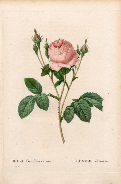 Pembe Vilmorin, Rosa centifolia Vilmorin. Pierre Joseph Redoute
