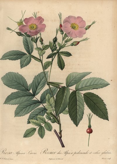 Pembe alp gülü, Rosa pendulina by Pierre Joseph Redouté