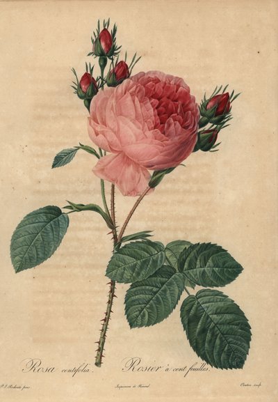 Pembe lahana gülü veya Provence gülü, Rosa centifolia by Pierre Joseph Redouté
