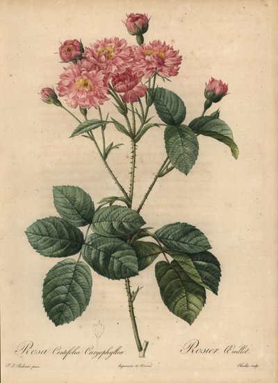 Pembe karanfil yaprağı lahana gülü, Rosa centifolia by Pierre Joseph Redouté