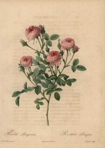 Pembe ponpon gülü, Rosa centifolia by Pierre Joseph Redouté