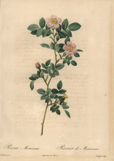 Pembe gül, Rosa montezuma by Pierre Joseph Redouté