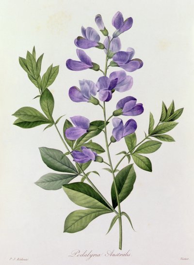 Podalyria Australis (renkli gravür) by Pierre Joseph Redouté