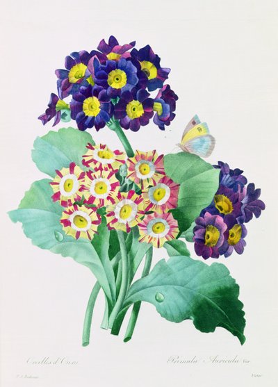 Primula Auricula (renkli gravür) by Pierre-Joseph Redouté