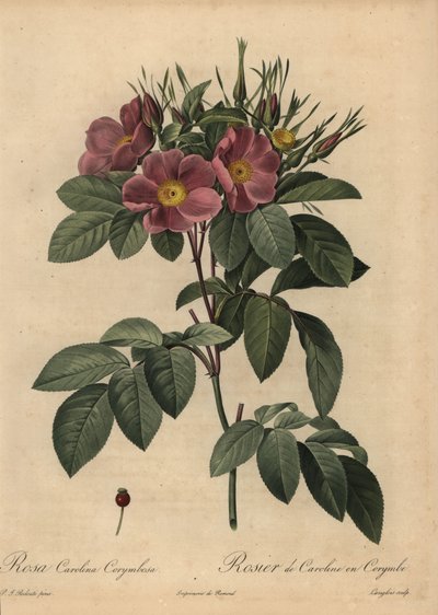 Mor Carolina gülü veya mera gülü, Rosa carolina corymbosa by Pierre Joseph Redouté