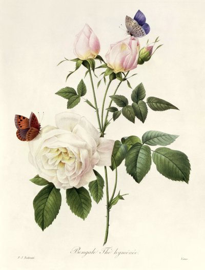 Rosa: Hymenes Bengale, 