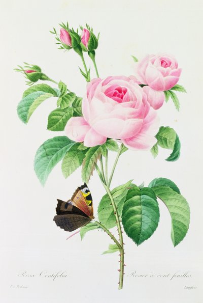 Rosa Centifola (renkli gravür) by Pierre Joseph Redouté
