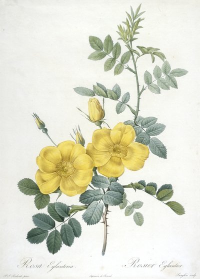 Rosa Eglanteria, Rosier Eglantier, Les Roses