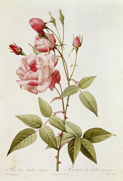 Rosa Indica Vulgaris, Claude Antoine Thory (1757-1827) tarafından 