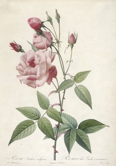Rosa Indica vulgaris, Rosier des Indes komün, Les Roses