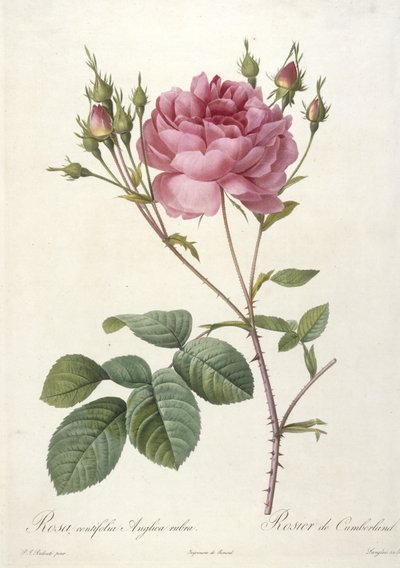 Rosa centifolia Anglica rubra, Rosier de Cumberland, Les Roses